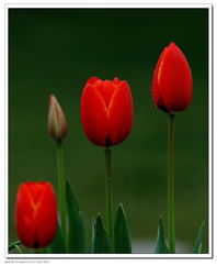 北京圃朗特園藝 科技賦能花卉產業，機械設備引領園藝新潮流