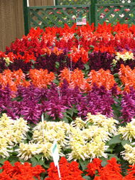 陜西華凌園林景觀工程 匠心筑就花卉世界，扮靚城市美好生活