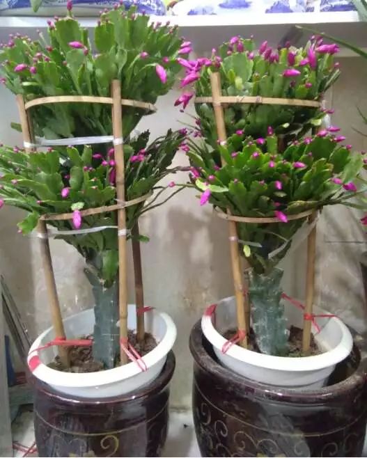 吉祥綠植添喜氣，如意花卉送實惠——綠蘿盆景與托盤組合大讓利