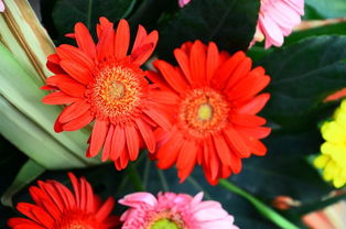 當(dāng)智能家電邂逅花卉美學(xué) 打造家居綠意新生態(tài)